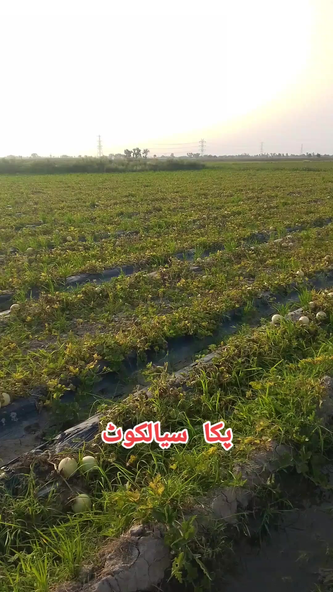 @چوہدری ثمر بھٹی
