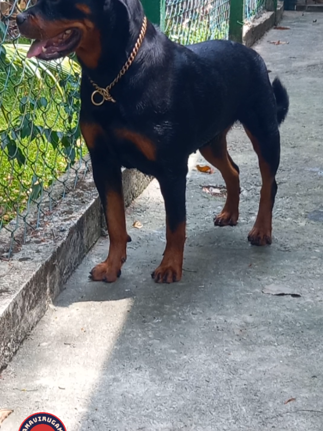 @Ranavirugama Kennel