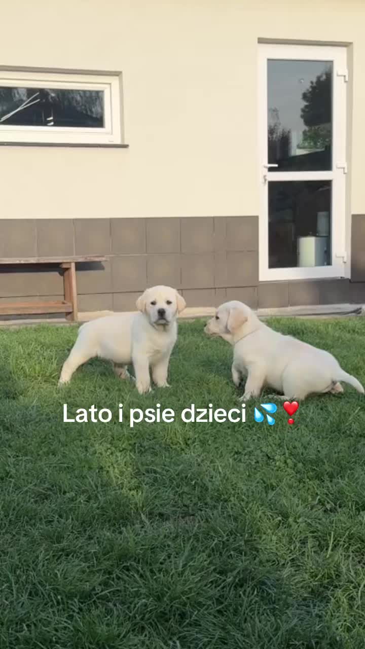 @Moonlife -Labrador Retriever