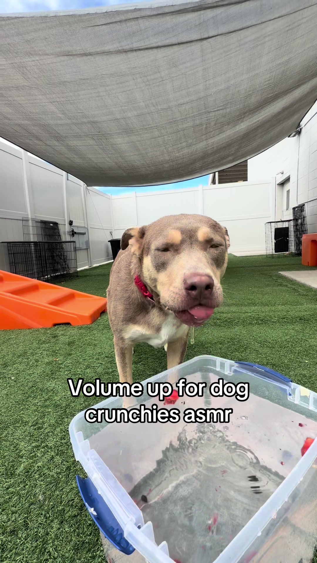 @Dogtopia South Ann Arbor