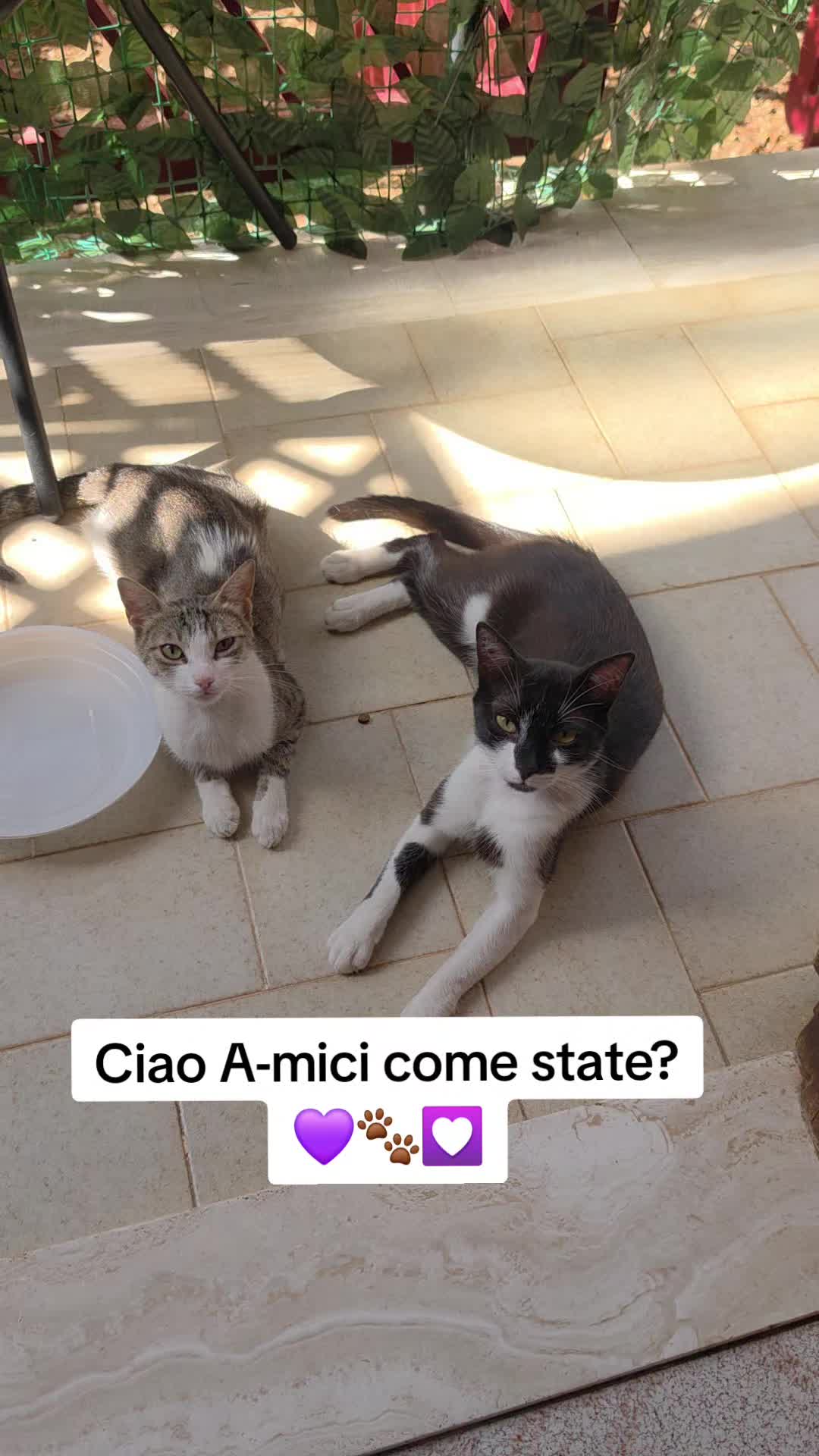 @AmiciMiao