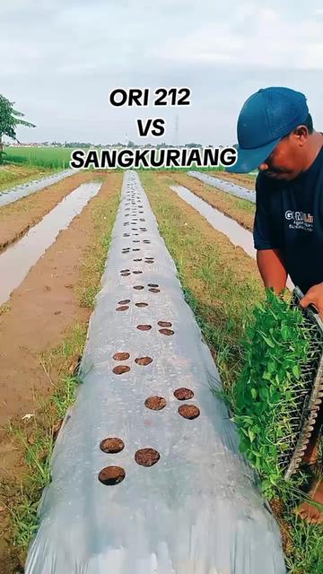 @KANG BERUN GEMOY