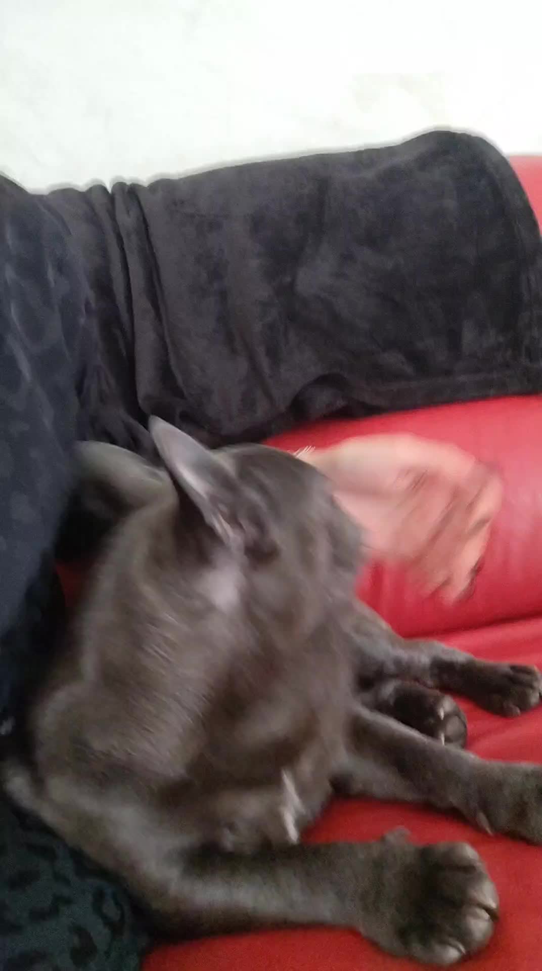 @🐾Pablo🐾