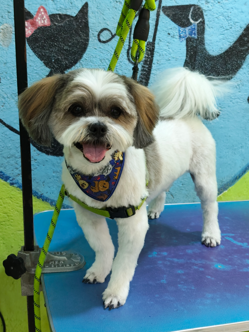 @💈🐾DOG GROOMER🐾💈