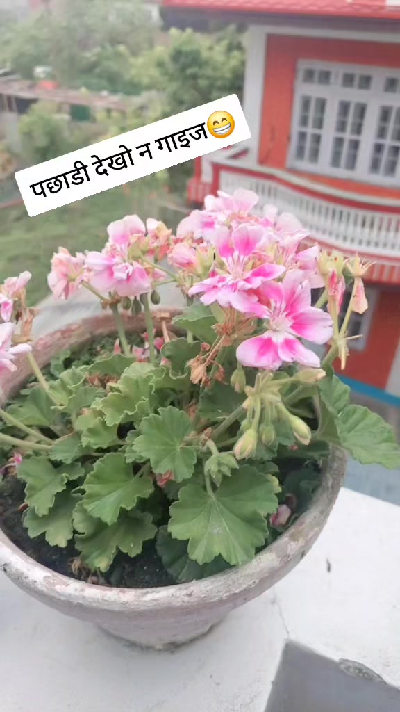 @Laxmi Katwal