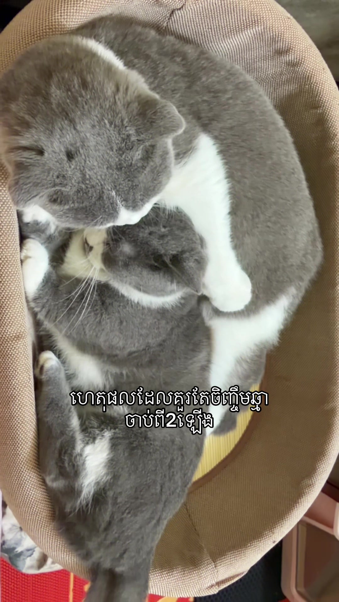 @Jinjin&mimi