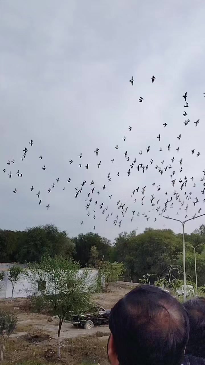 @waheedpegeonLoft