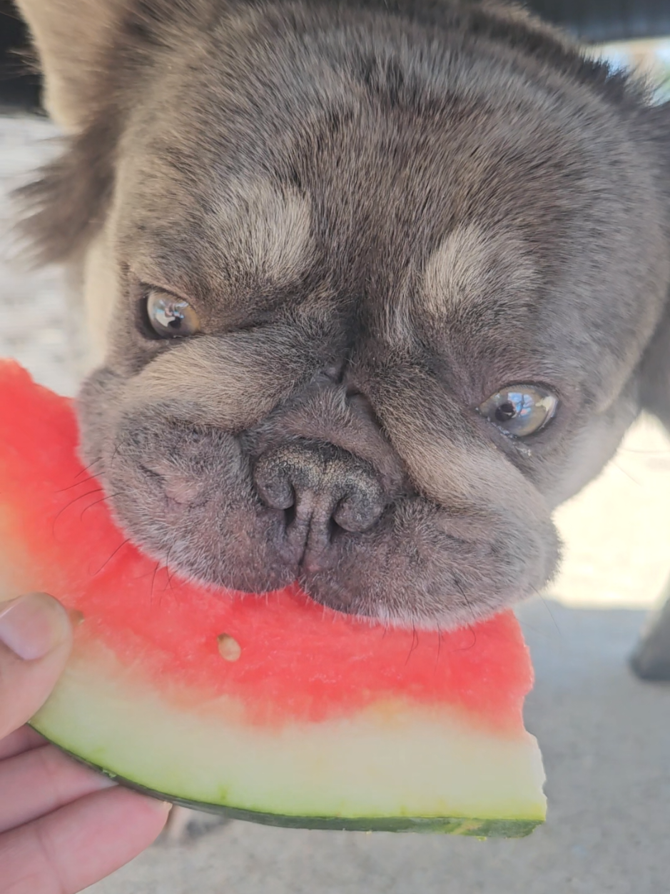 @Diamond State French Bulldogs