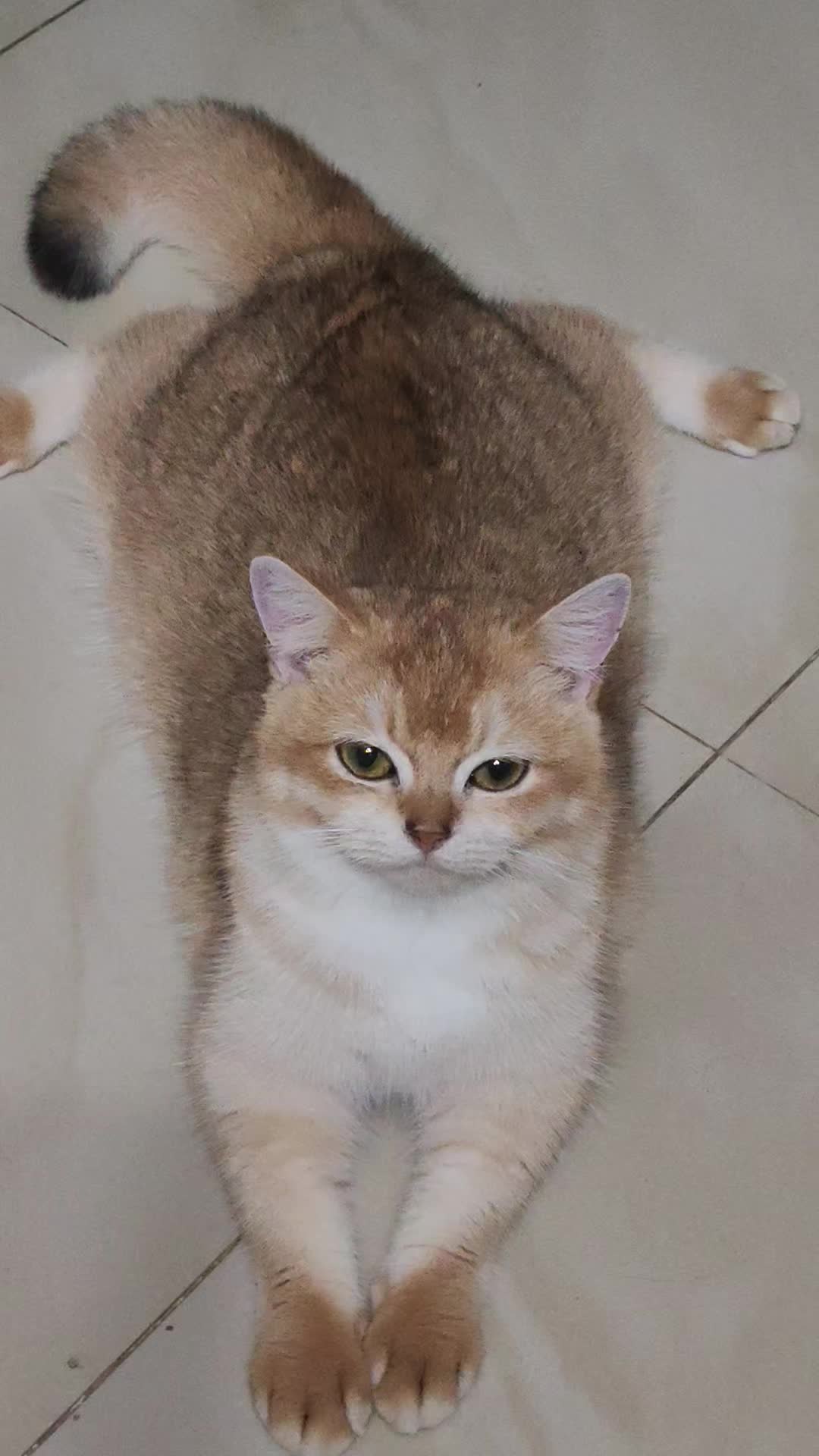 @UniqueClaw Cattery