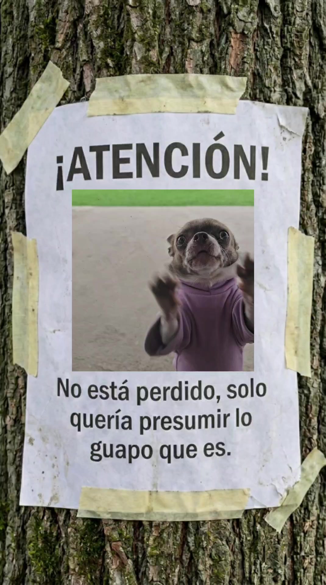 @RufinaChihuahua