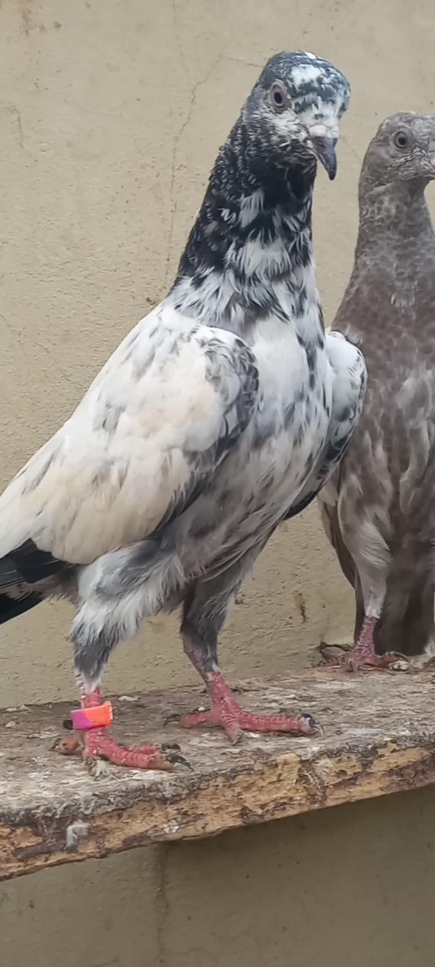 @Ranakasuripigeon