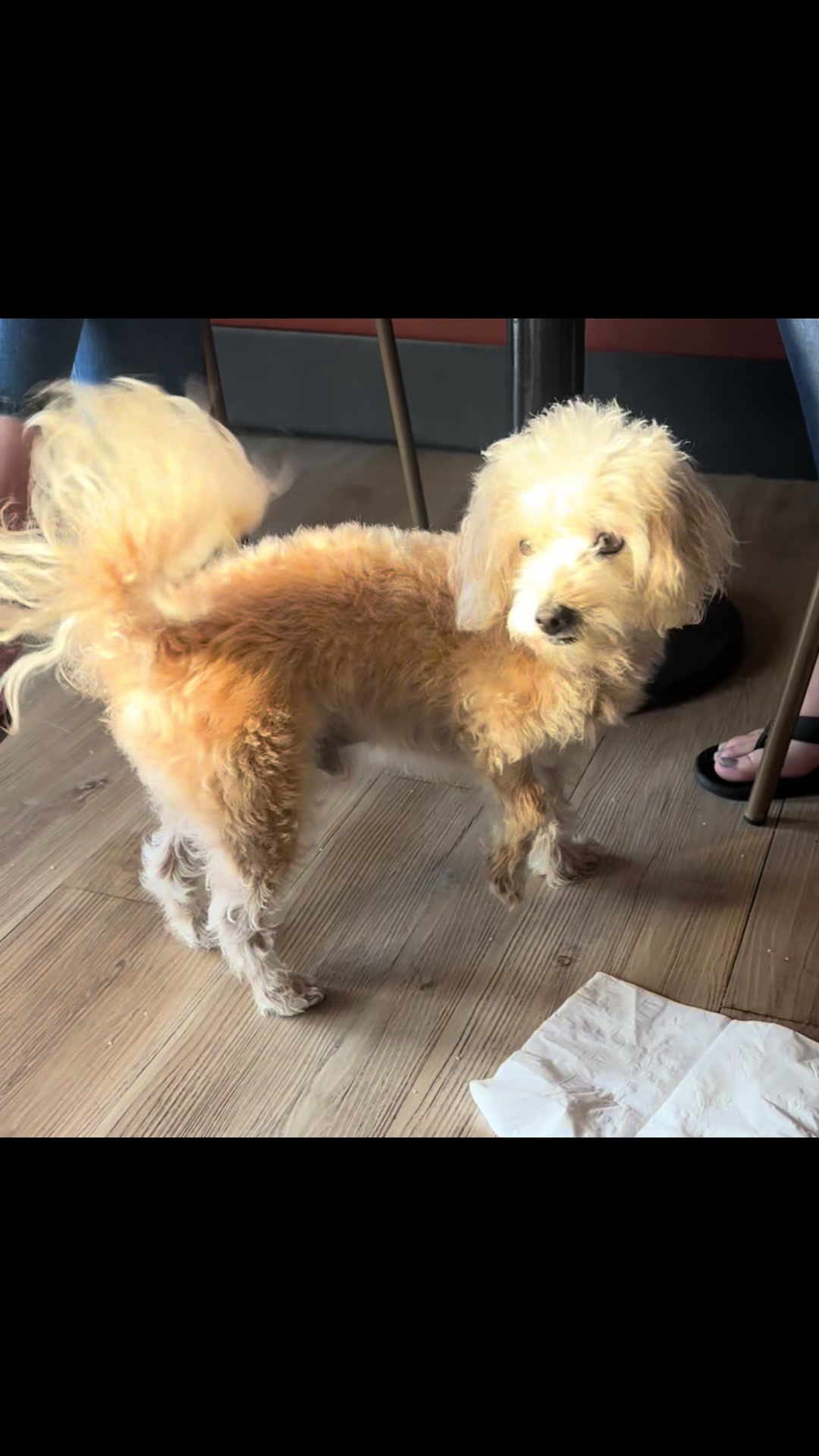 @He Was A PoodleBoi