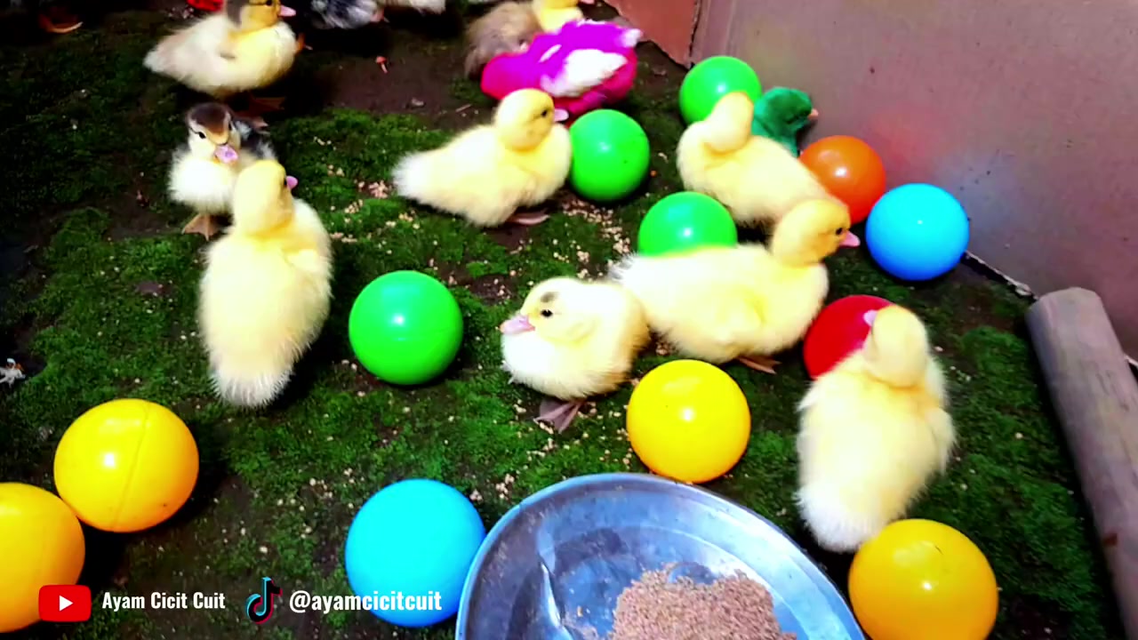 @Ayam Cicit Cuit