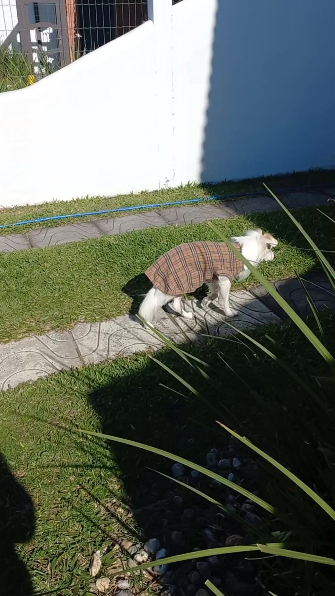 @Dogsitter