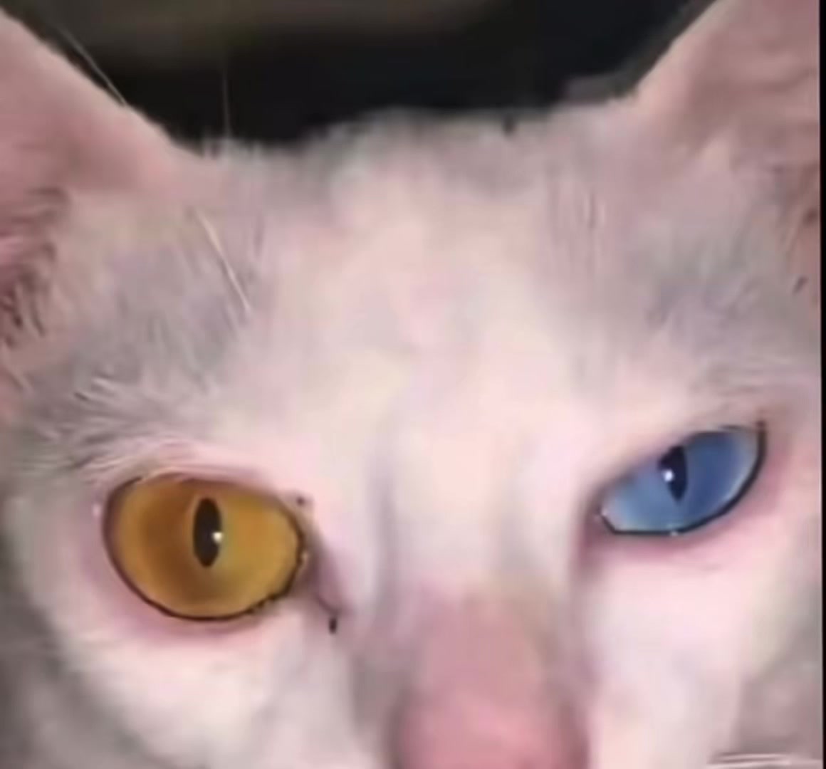 @ᏕᎿᏒᎯᎽ_1%