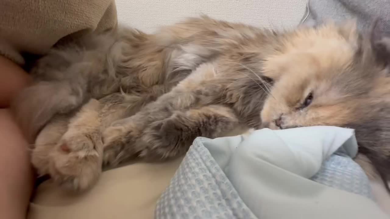 @マイクワゾウスキー