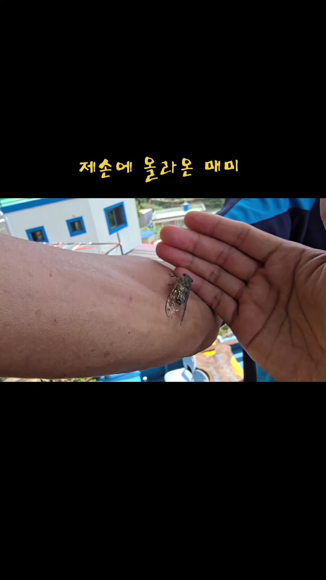 @❄️개그맨김주철●섬총각●💠🇰🇷🔝