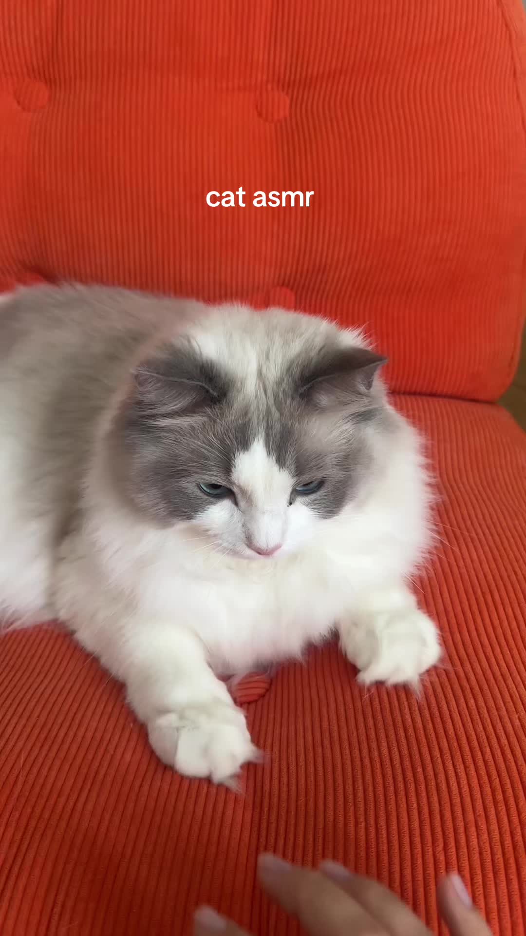 @Sirius Ragdoll