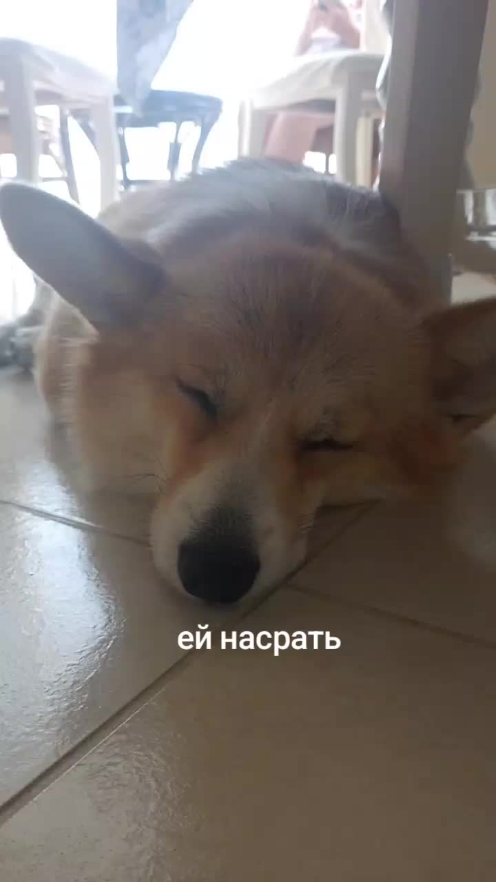 @Корги Боня@