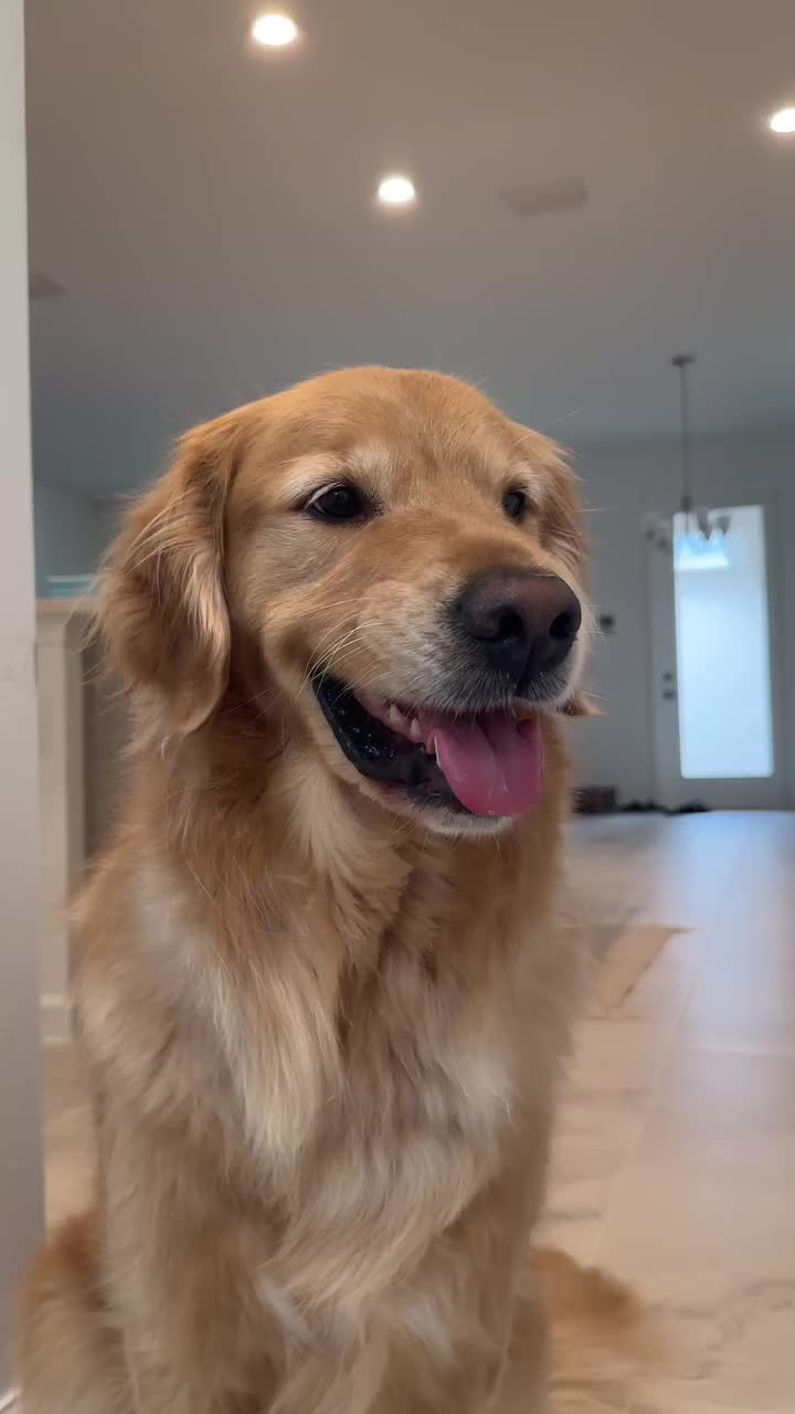 @dogsagaz