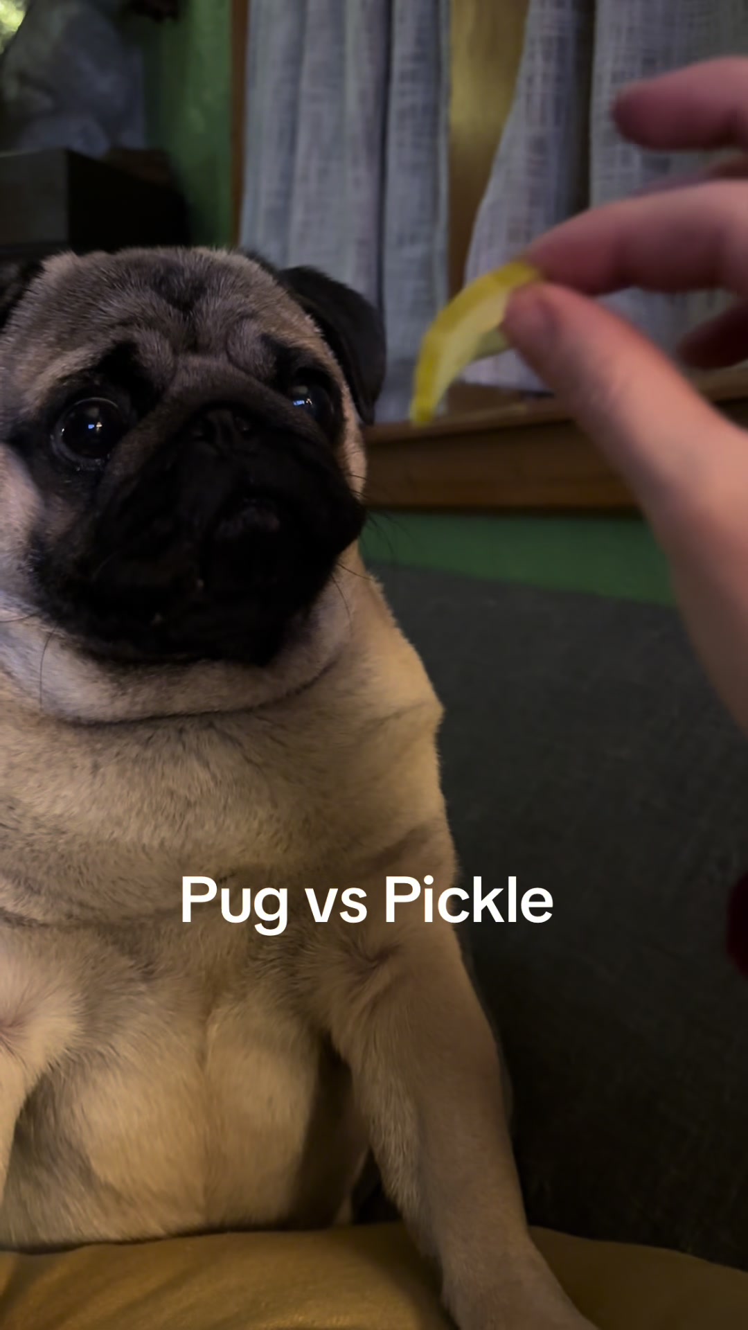 @thewinterpug