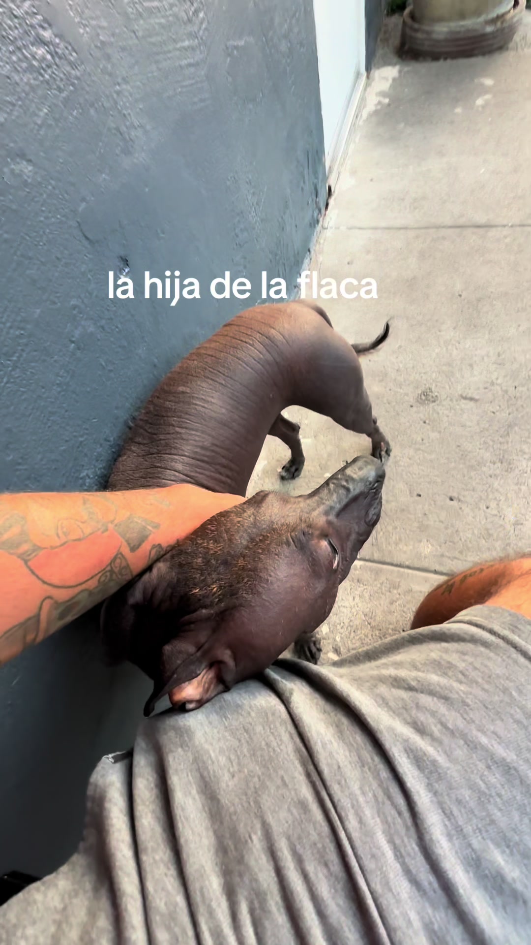 @Elcharitoopemex