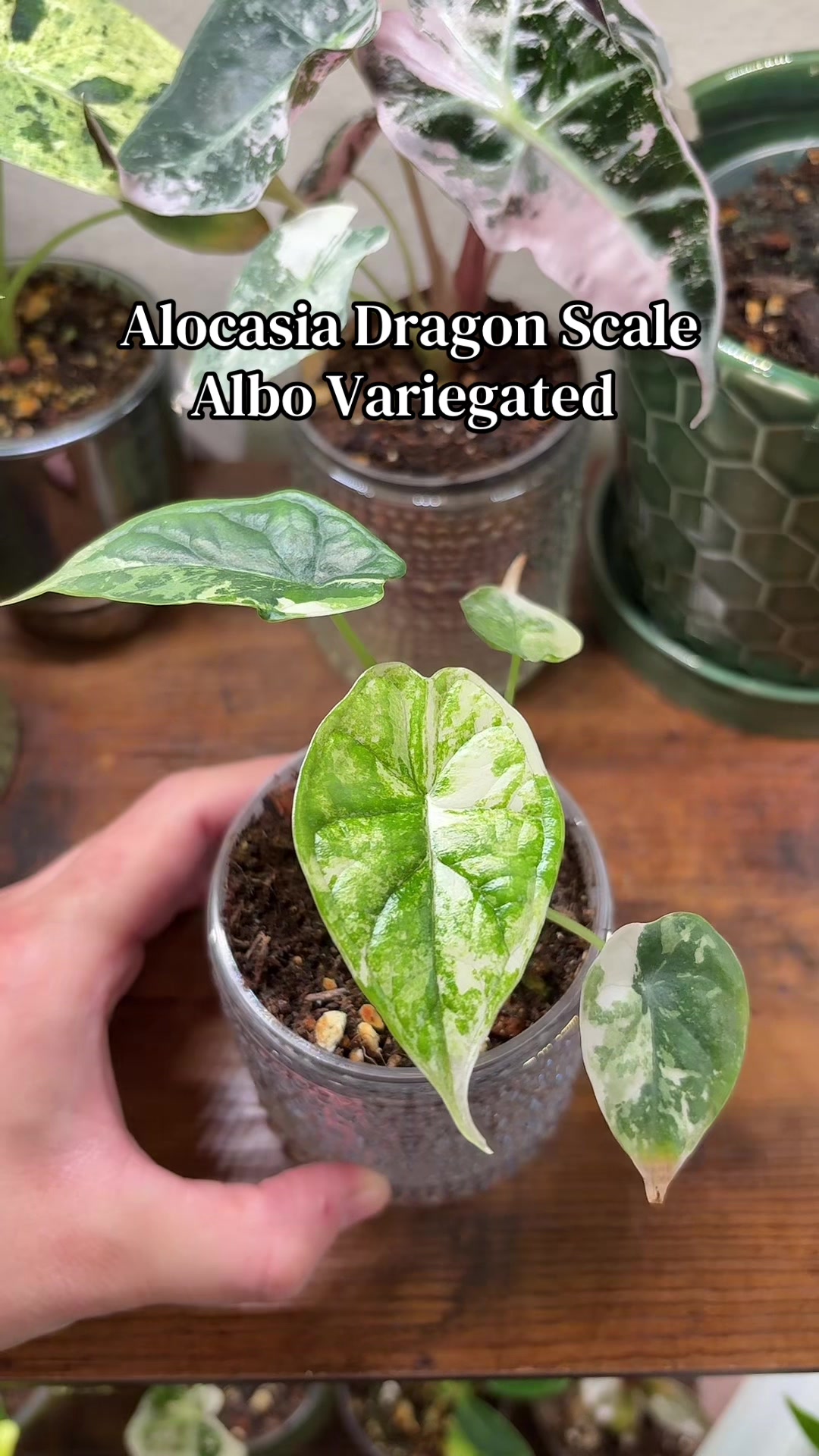 @Plant Girly Erin 🌱💚