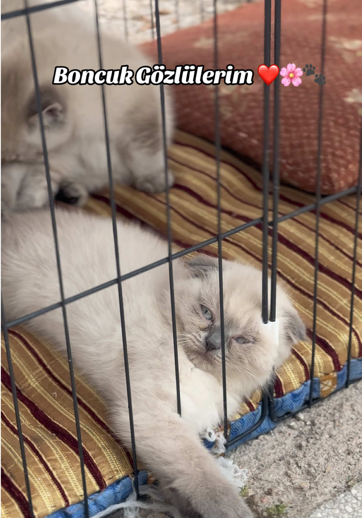 @Miyav Çete