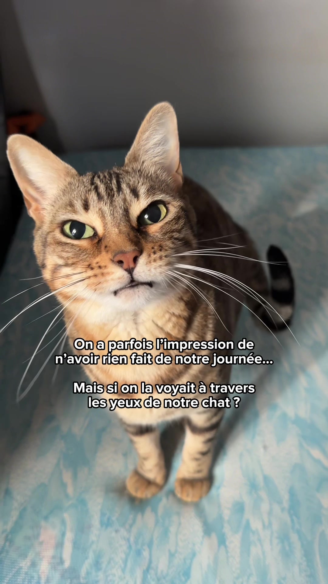 @Ricki the Bengal