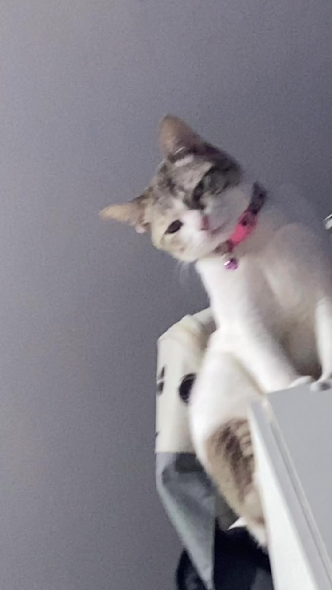 @🧧เปาเฮง🧧รีวิวแมว🐱