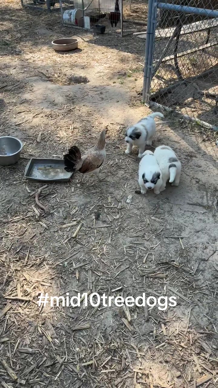 @mid10treedogs