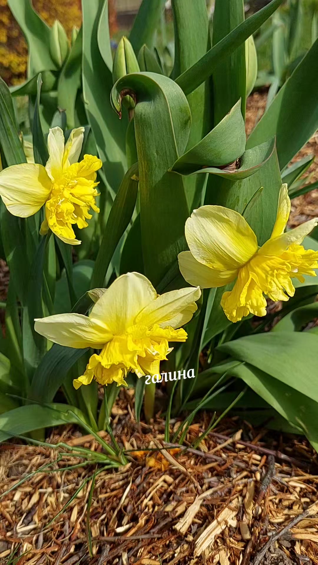 @✨️Галина ✨️🌸