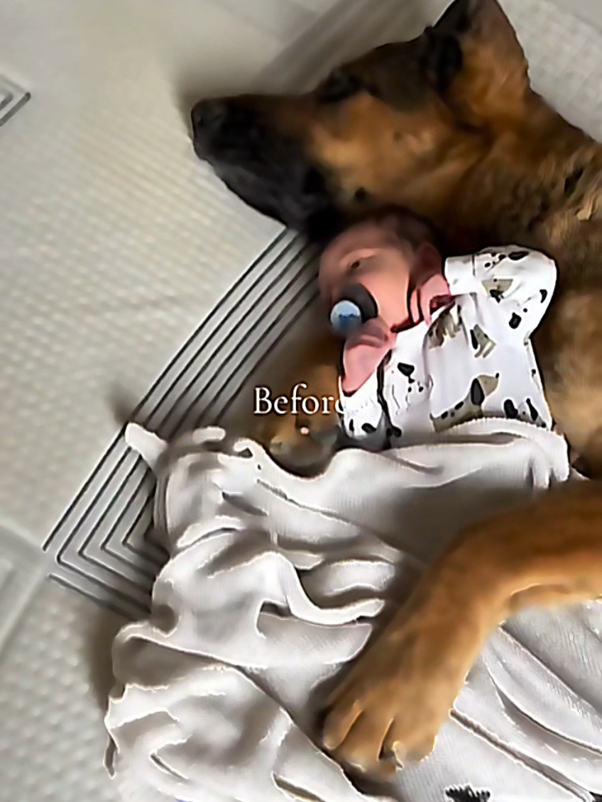 @dogmomentsdaily