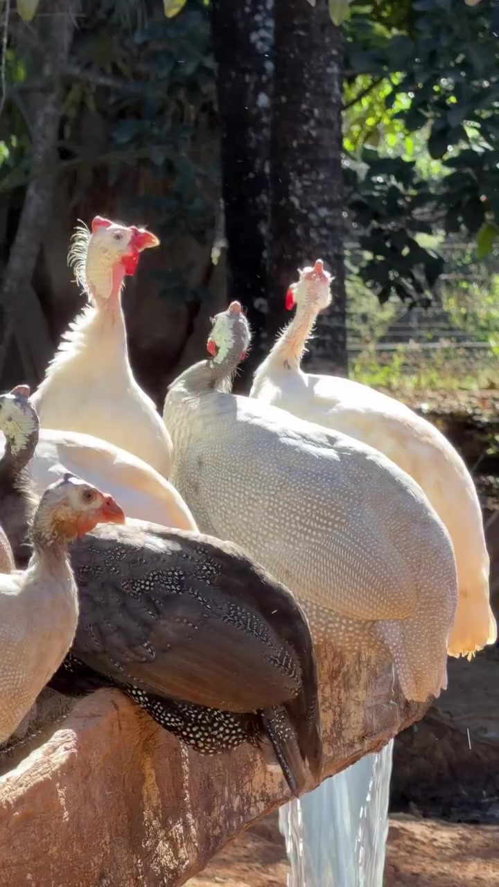 @Əziz Kürdəxanı FARM 𐱅𐰇𐰼𐰰