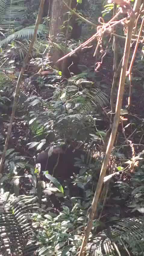 @Ca&ccedil;ador raiz