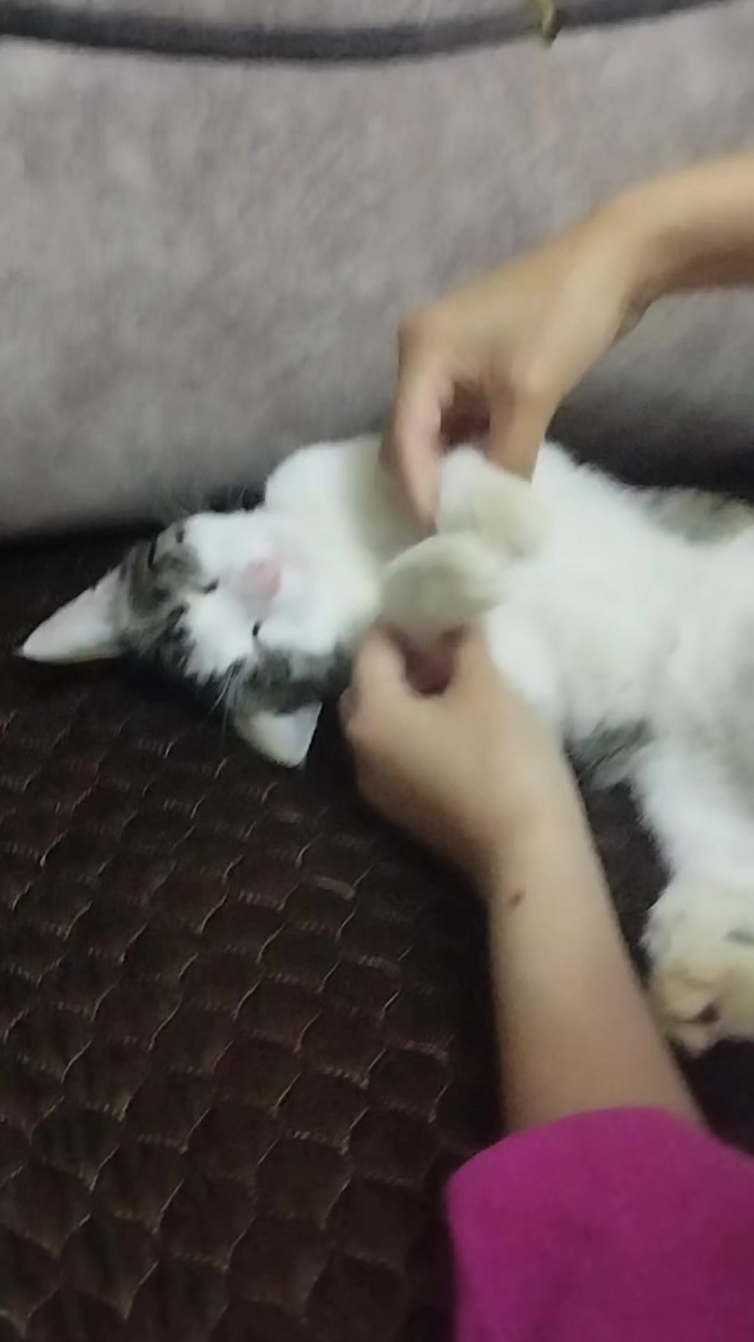 @🐾