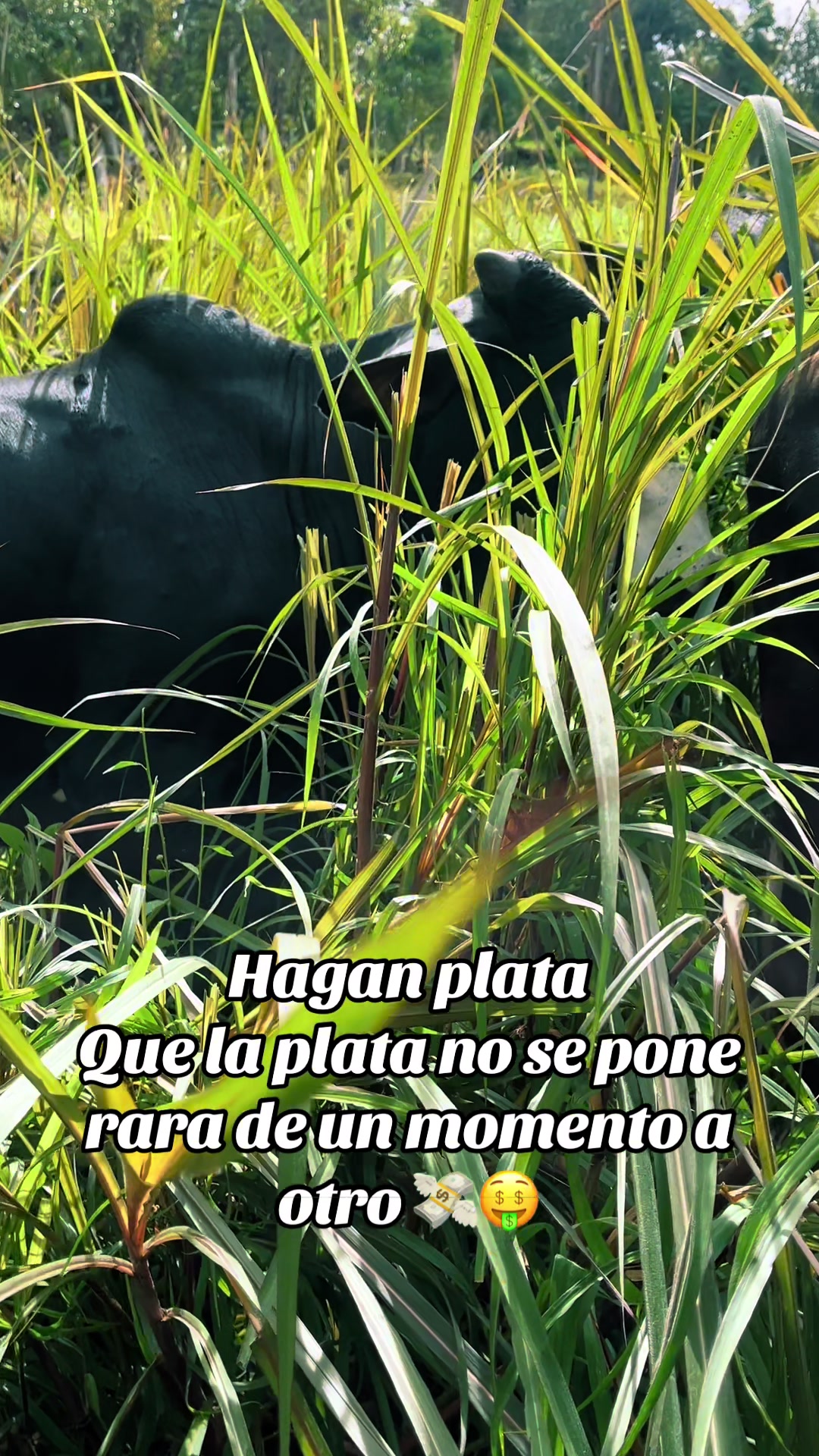 @SHARLY  🤠🐮