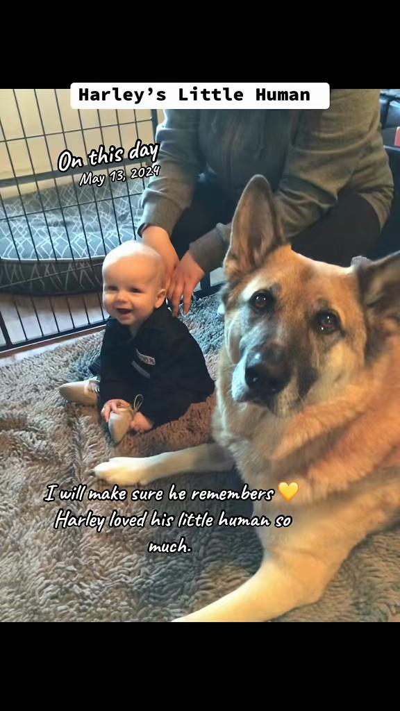 @🇨🇦 K9 Harley & Jody 🇨🇦