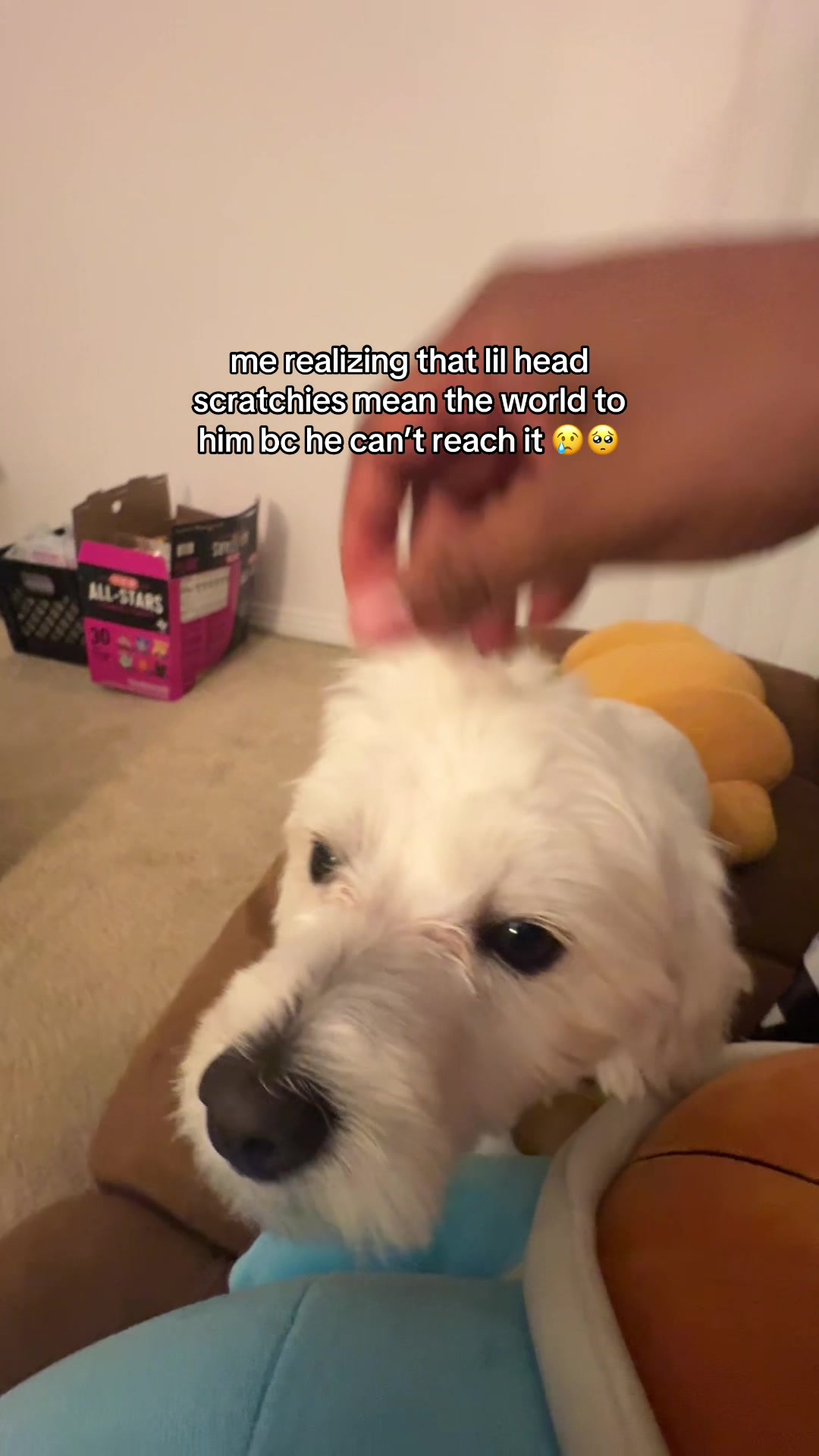 @fruityloopsalad