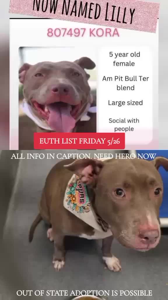 @@rescuedogs911