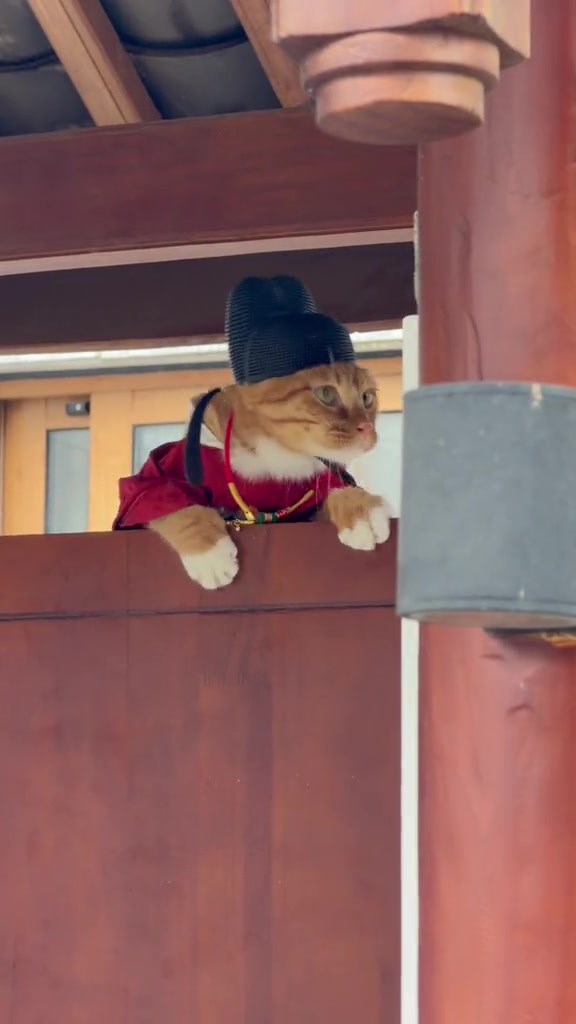 @Skibidi Cat
