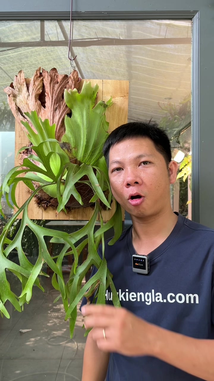 @Huy Kiểng L&aacute;