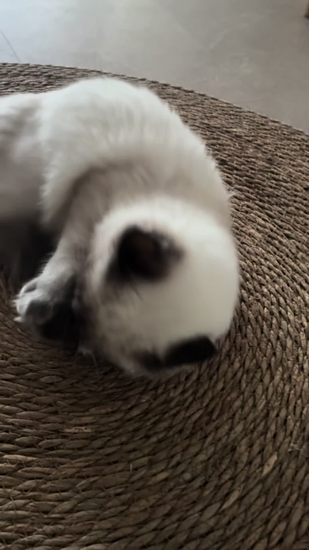 @Amadeus the ragdoll