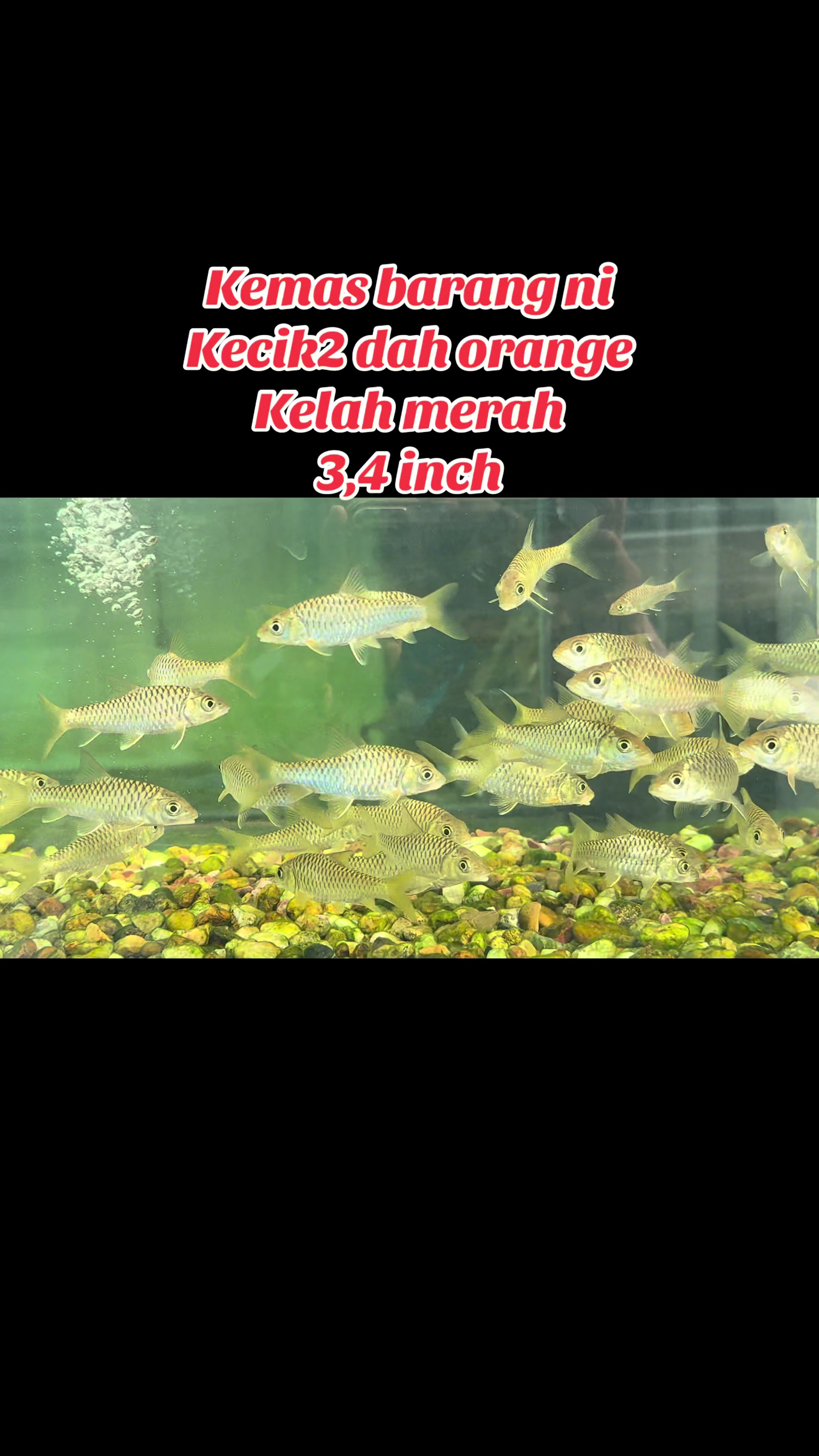 @Din_BB Aquatic