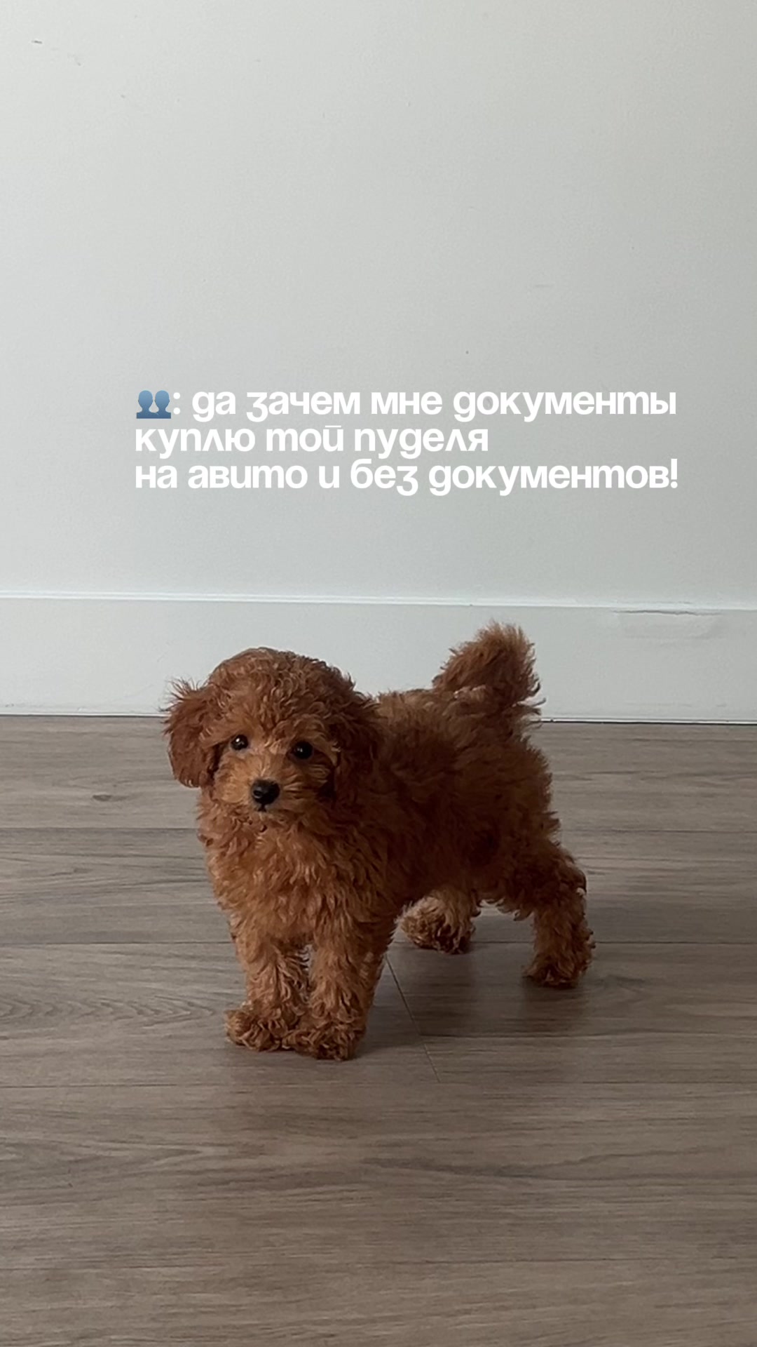 @beatrice_poodle