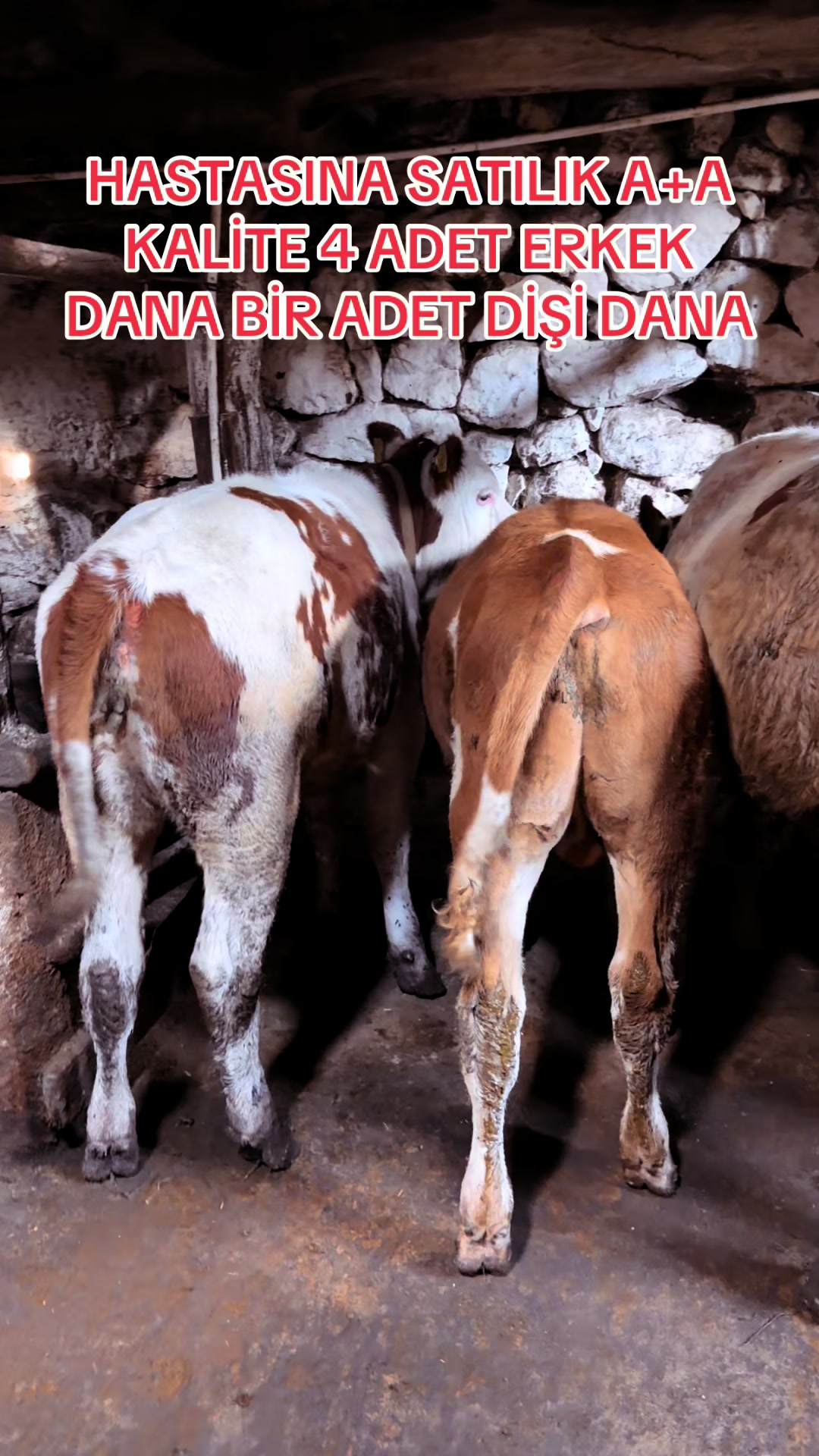 @Özenşimşek36