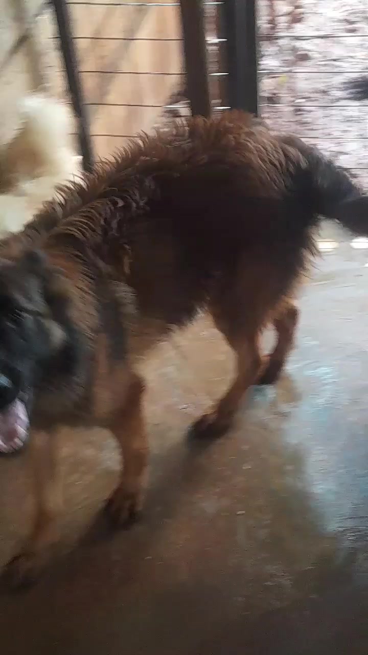 @Orimbajnrkennels
