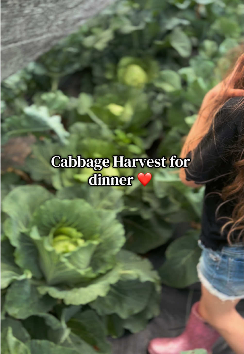 @Davis Farmstead