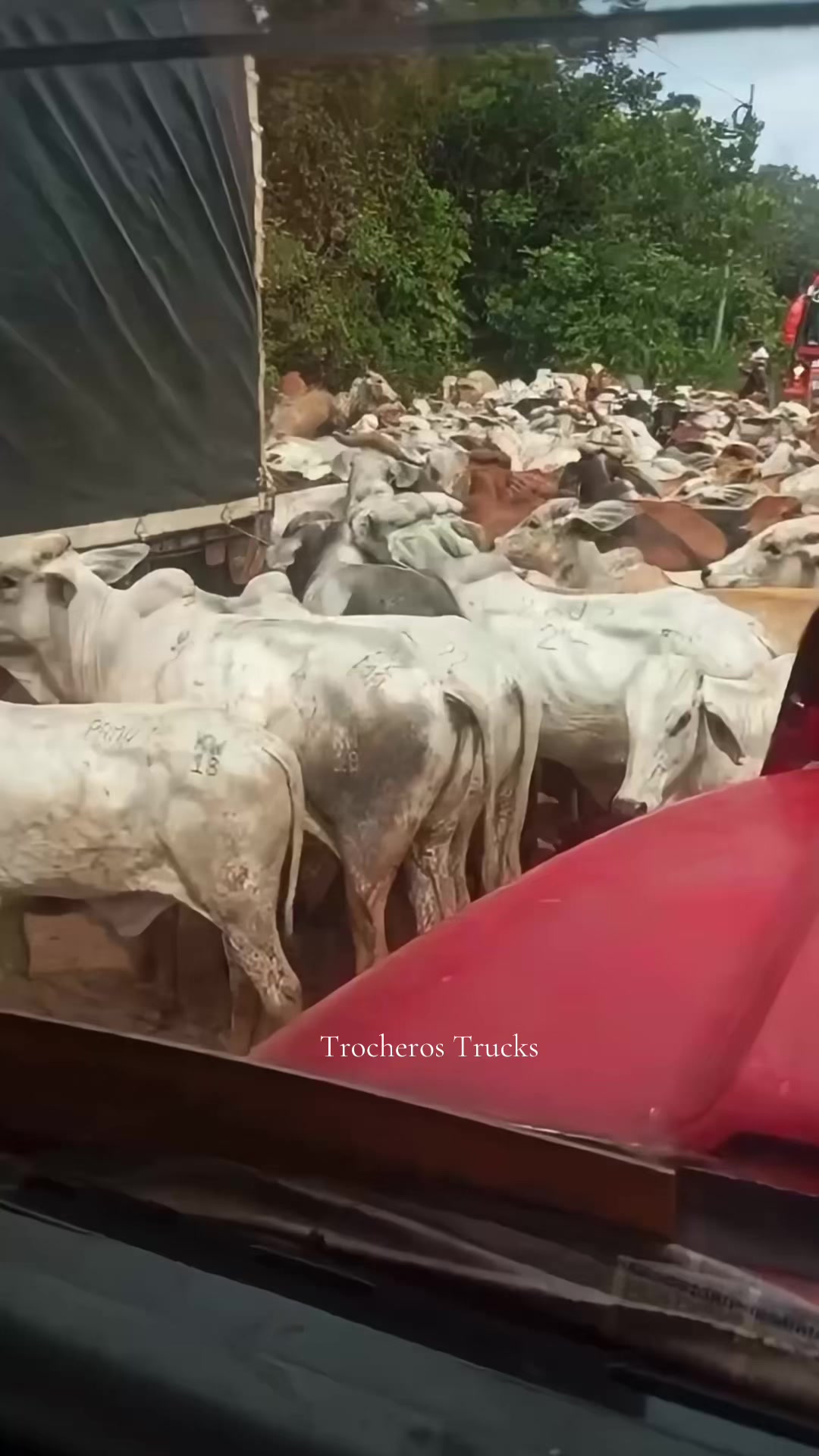 @Trocheros Trucks