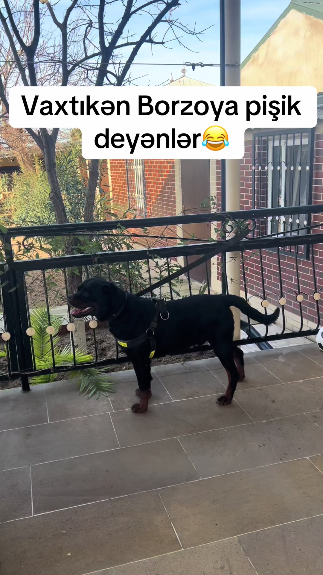@RottweilerBaku